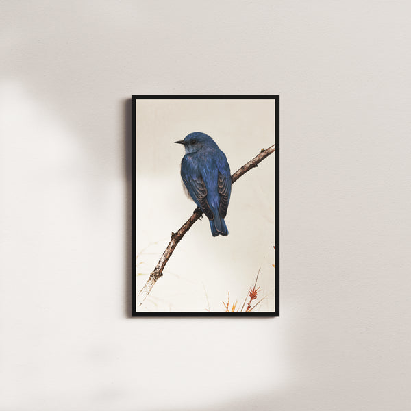 azure canopy — black frame