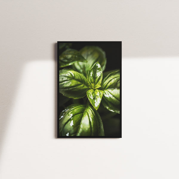 cedar current — black frame