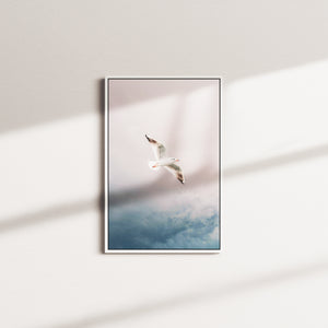 clouded soar — white frame