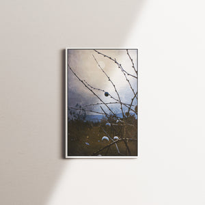 cobalt crossing — white frame