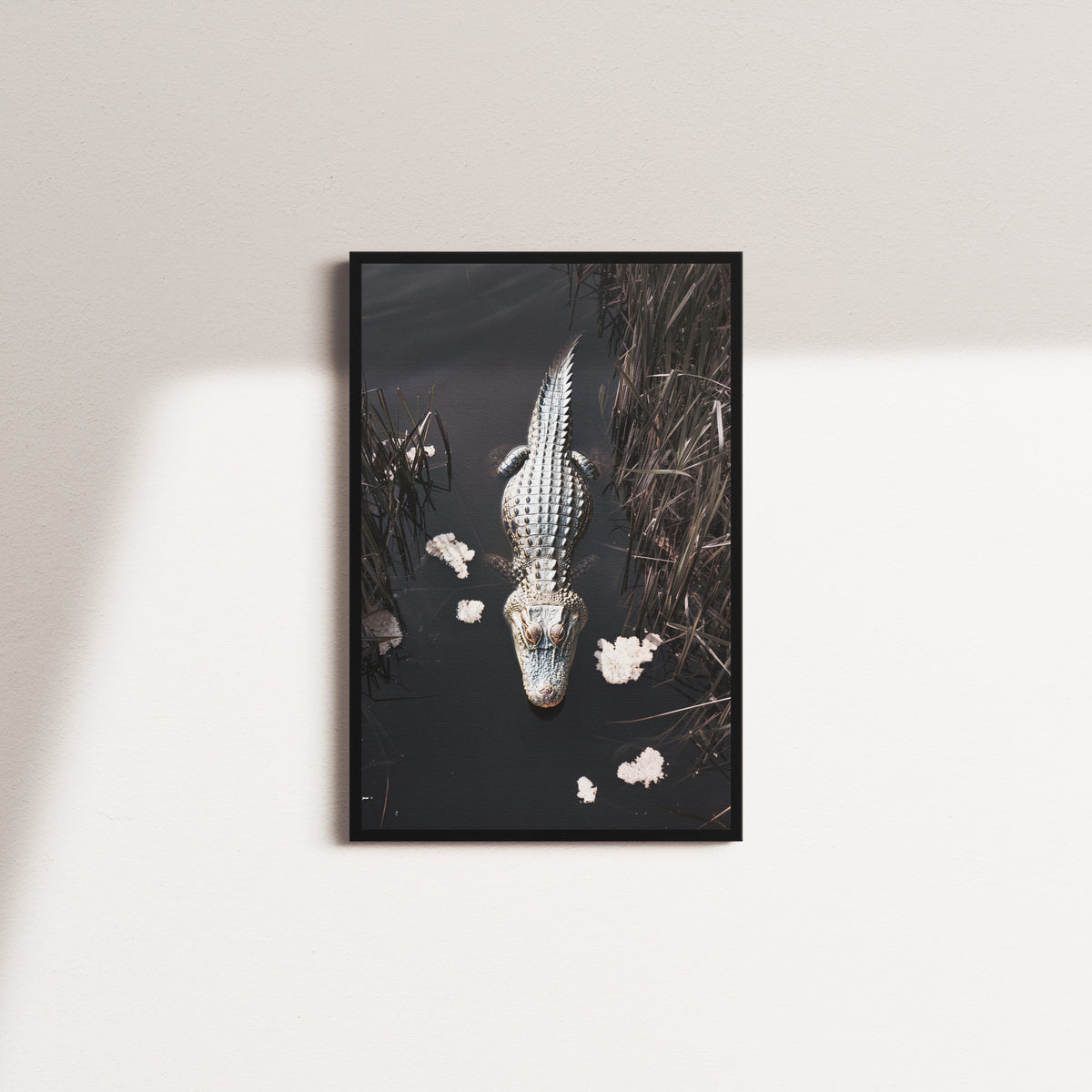 crocodiles glimpse — black frame