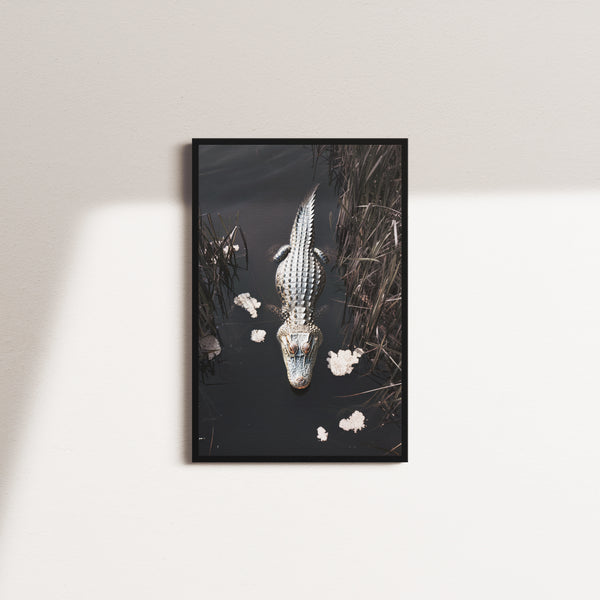 crocodiles glimpse — black frame