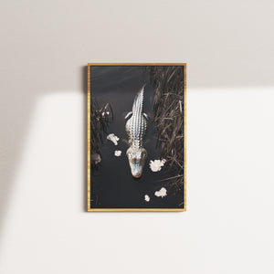 crocodiles glimpse — oak frame
