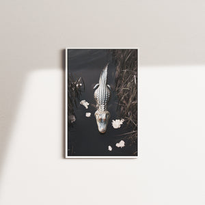 crocodiles glimpse — white frame