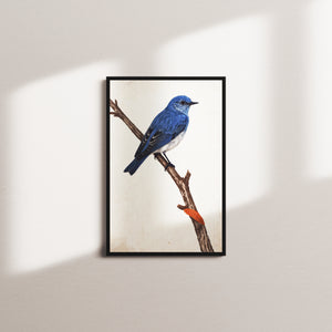 harbor canopy — black frame