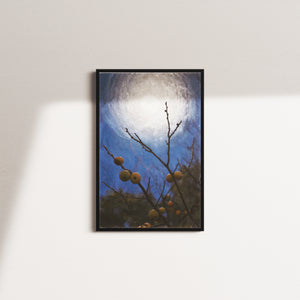 honey bough — black frame