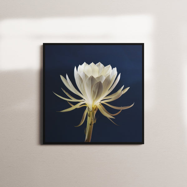 night-bloom black frame