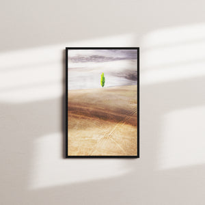 moss canopy — black frame