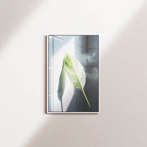 sage reverie — white frame