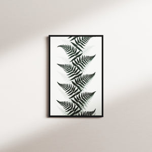 shadow canopy — black frame