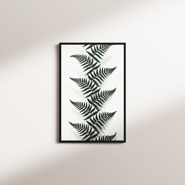 shadow canopy — black frame