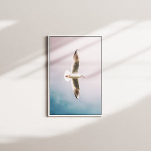 wingspan serenity — white frame